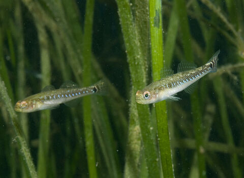 Two spotted gobies in eelgrass (C) Paul Naylor www.marinephoto.co.uk