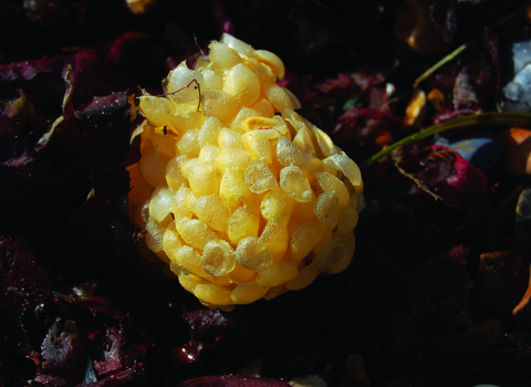 A yellow sphere made up of indvidual pieces - looks slightly like a pineapple. The shape is on the seabed. 