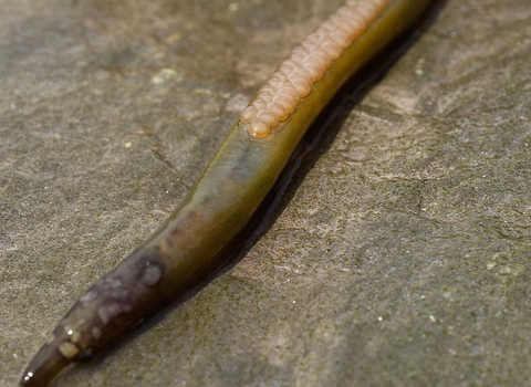 A long, thin and slimy grey-brown worm with two rows of small pinky eggs resting on it's back