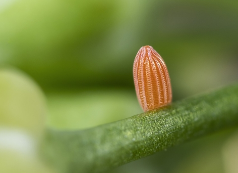 A thumb-shaped orange egg with bumpy, ridged edges