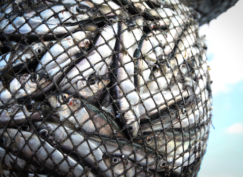 Fish in a net