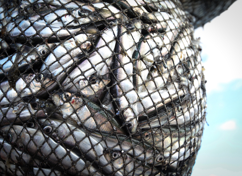 Hundreds of fish in a net