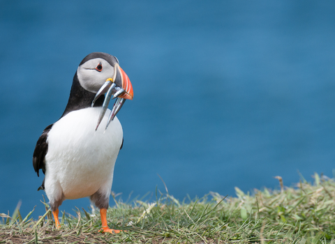 Puffin with sand eels (Mick Armitage)