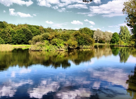 Reflection of sunlight and trees on water