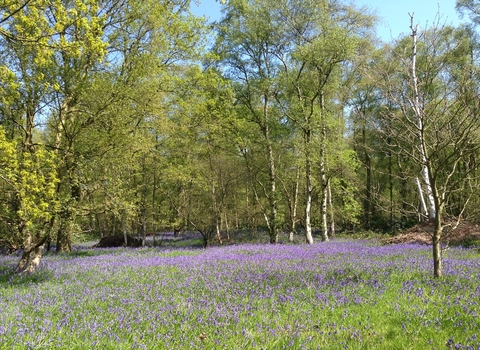 Bluebell woodland