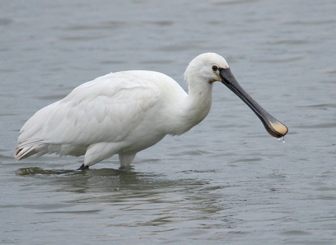 Spoonbill © Allen Holmes 2021