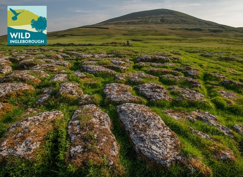 Exposed limestone pavement on the lower slopes of Ingleborough mountain in the Wild Ingleborough project site © Andrew Parkinson, WWF-UK (1).jpg