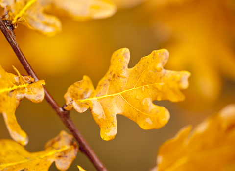 Close up of an autumnal English oak leaf