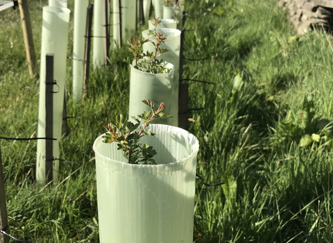 Row of young tree saplings with tree guards around next to stone wall