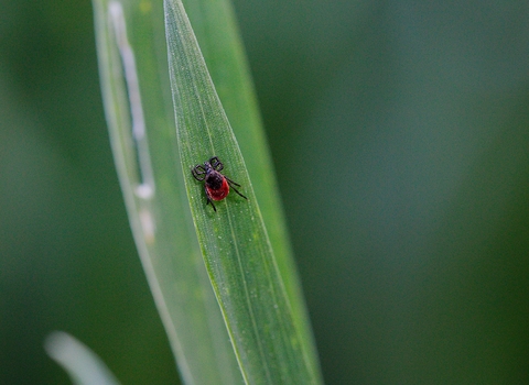 Tick on blade of grass