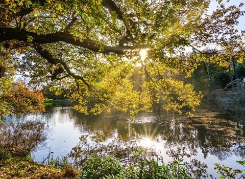 Autumn tree and river