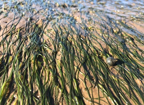 An established patch of seagrass.
