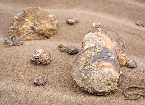 Native oysters