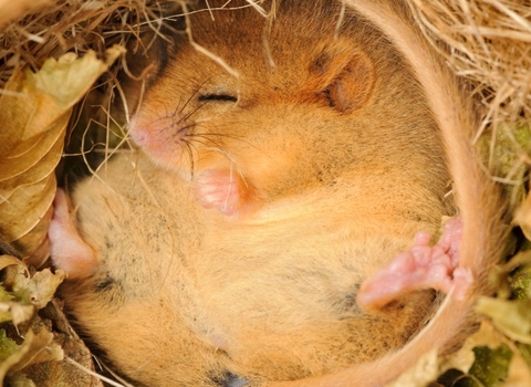 Hazel dormouse curled up in a ball inside a cosy looking nest - Terry Whittaker/2020VISION