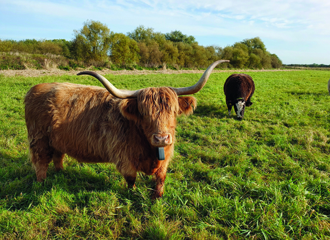 Cows with solar-powered NoFence collars