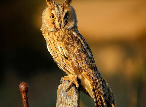 Long-eared owl