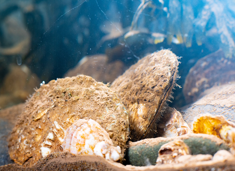 Flat oysters in tank