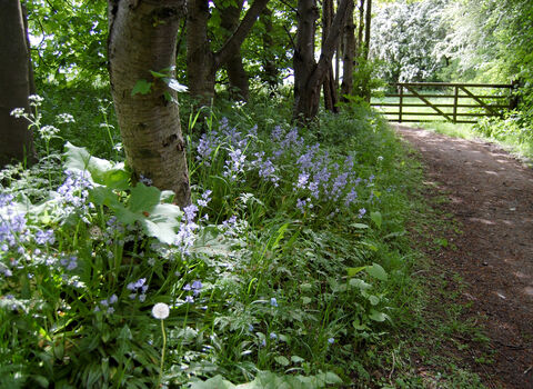 Photograph of footpath with gate at the end and lilac flowers lining the footway. Taken at Askham Bog in summer