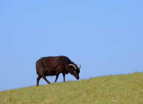 Sheep grazing on a grassy hillside by Sheep - Terry Whittaker2020VISION