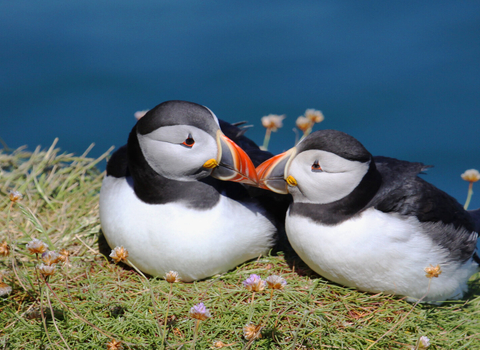 Puffins in Love!