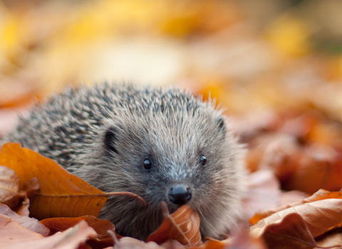 Hedgehog in autumn leaves