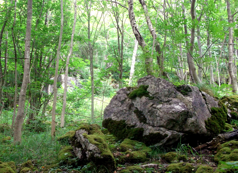 A moss covered boulder in a dense, green woodland. Photo by Jono Leadley