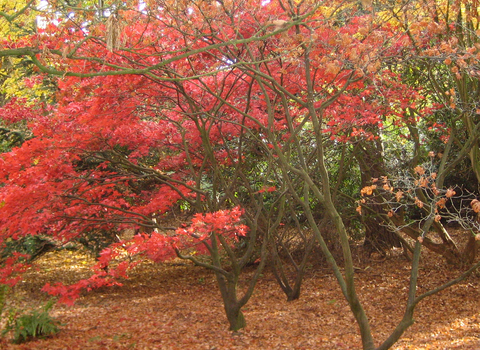 An autumnal day at Moorlands nature reserve. Photo by Clare Usher
