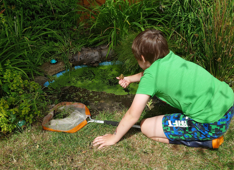 Child with frog on his hand with his armoutreached in front, knelt down over small garden pond with his left hand resting on the floor next to a dipping pond net.