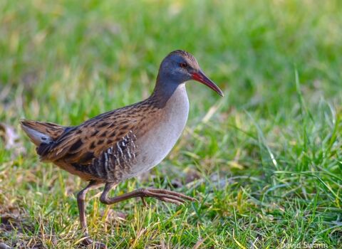 Water rail striding through grass