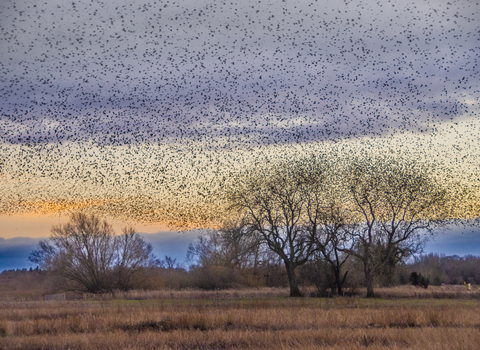 Starlings Ripon City Wetlands