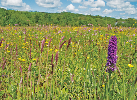 A lush wildflower meadow.