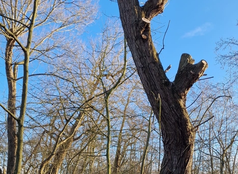 Pollarded willow tree standing tall with blue sky in the background