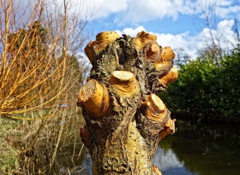 Pollarded willow tree