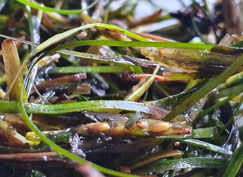 Seagrass spathes - seeds ready to be collected