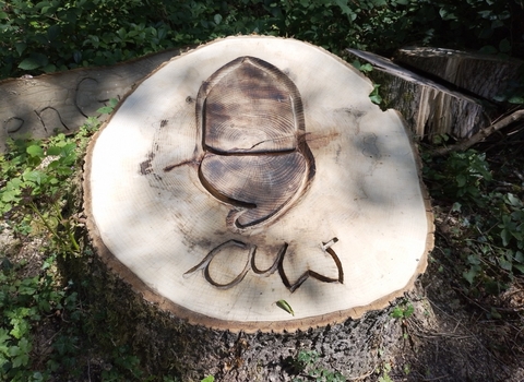 Wood carving of an acorn in a tree trunk that is still in the ground, but has been sawn off due to ash dieback