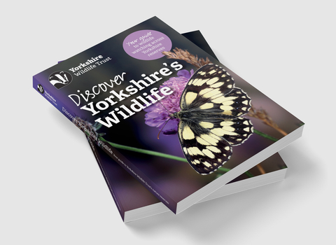 A bird's eye view of two guidebooks laid flat on a white background stacked on top of each other. The one on top is angled diagonally to the left. The front cover of the book is black and purple with a close up of a white and black butterfly