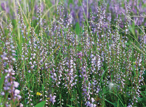 ling heather at Maltby Low Common nature reserve. It is a close up shot of the purple heather amongst the green strands of grass. There is one yellow buttercup to the left forefront of the grass as well.