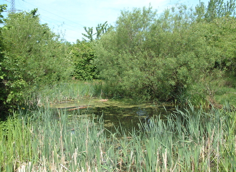 An idyllic pond at Kirkstall Valley.