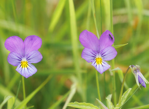 wild pansies, Simon Tull
