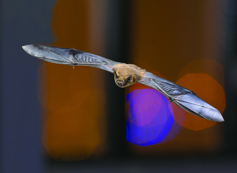 Pipistrelle bat facing the camera flying with its wings outstretched