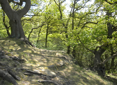 View of the woodlands in the woodlands. The tree on the left is higher and it's roots are visible all down the bank