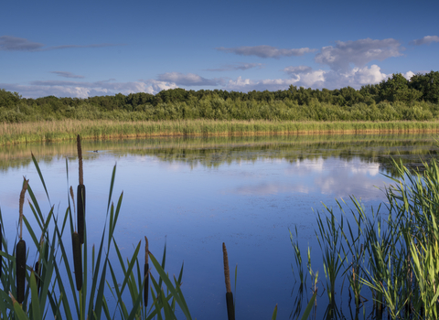 View of wetlands at a nature reserve surrounded by green and a blue sky