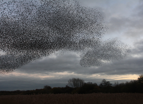 A number of black dots in a cloud shape at the left of the image are starlings, set against a darkening grey sky.
