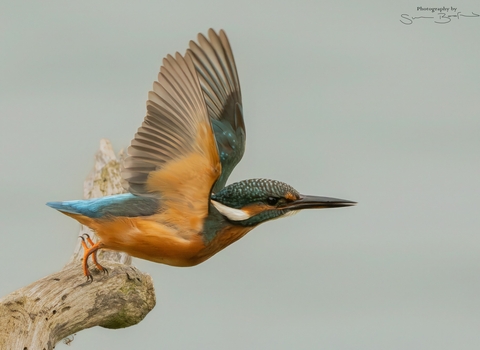 side profile of a kingfisher about to take off from a branch and fly to the right
