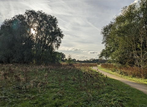 Two stands of trees on either side with a swathe of scrub on one side and a path winding into the distance