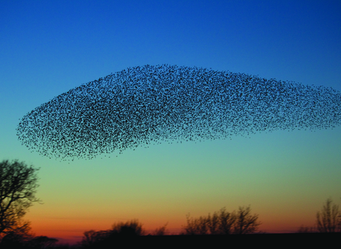 Starling murmuration in the evening sky