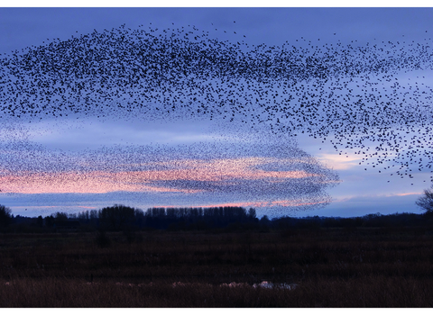 A purple sky overset with hundreds of tiny dots - starlings en masse - and the ground blacked out below.