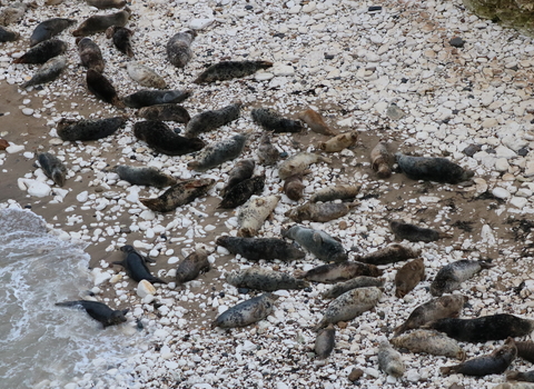 a group of grey seals hauled out on the rocky shores of a coastline