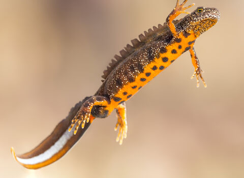 Great Crested Newt swimming in clear water