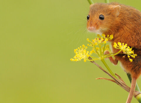 harvest mouse